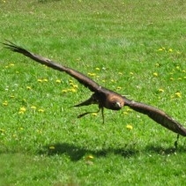 Sychrov eagle show